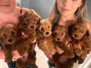 Golden Doodles