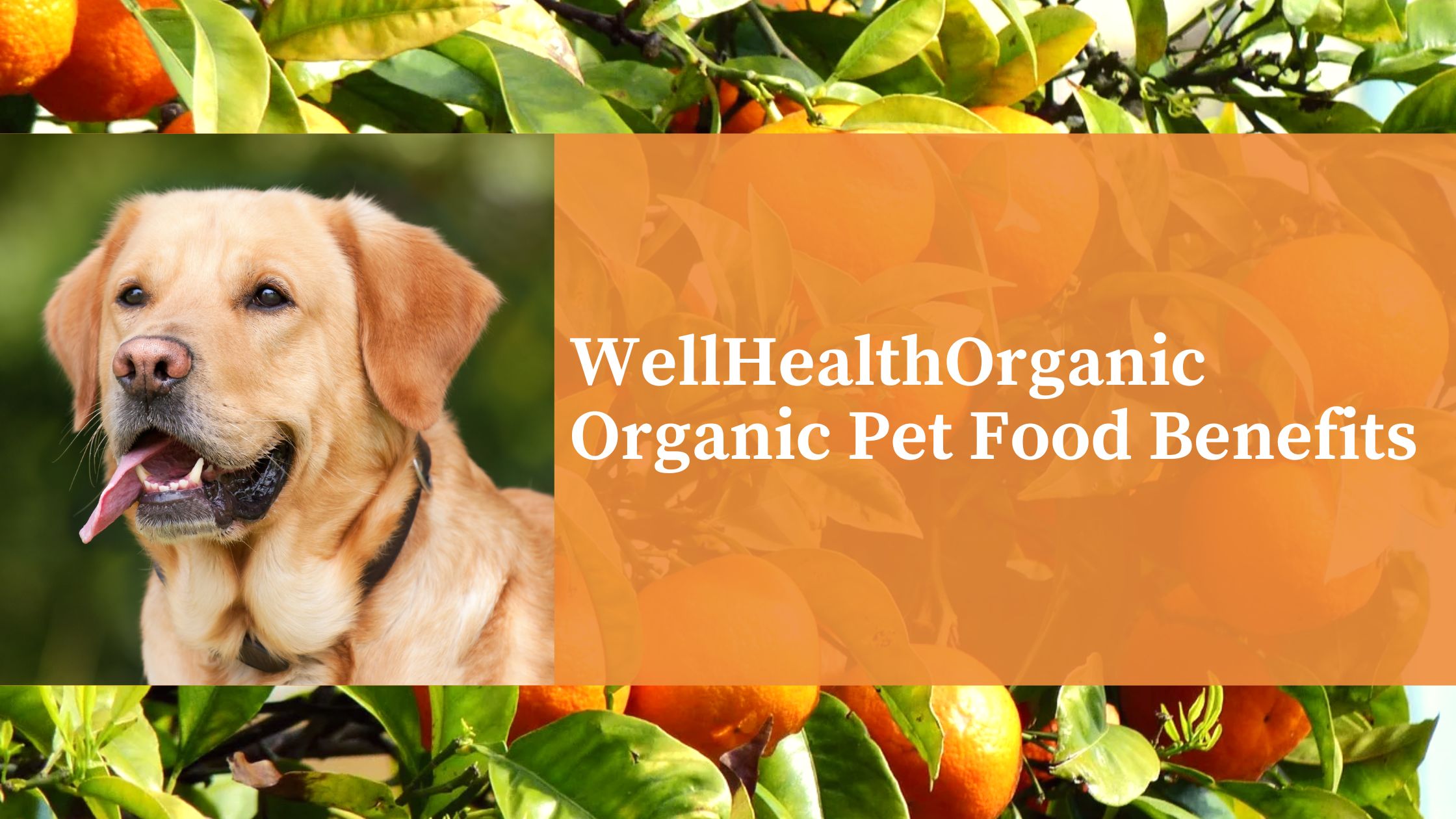 WellHealthOrganic Organic Pet Food Benefits